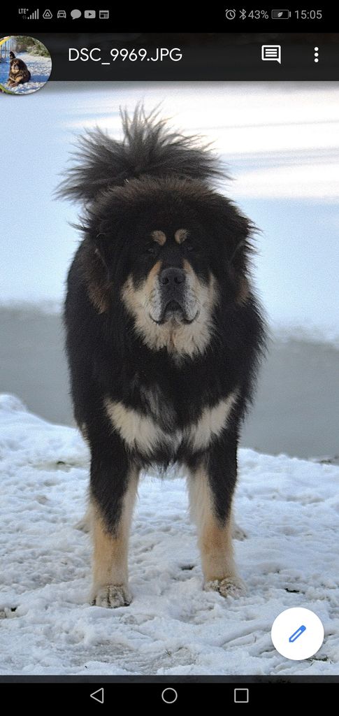 Black and white tibetan shops mastiff