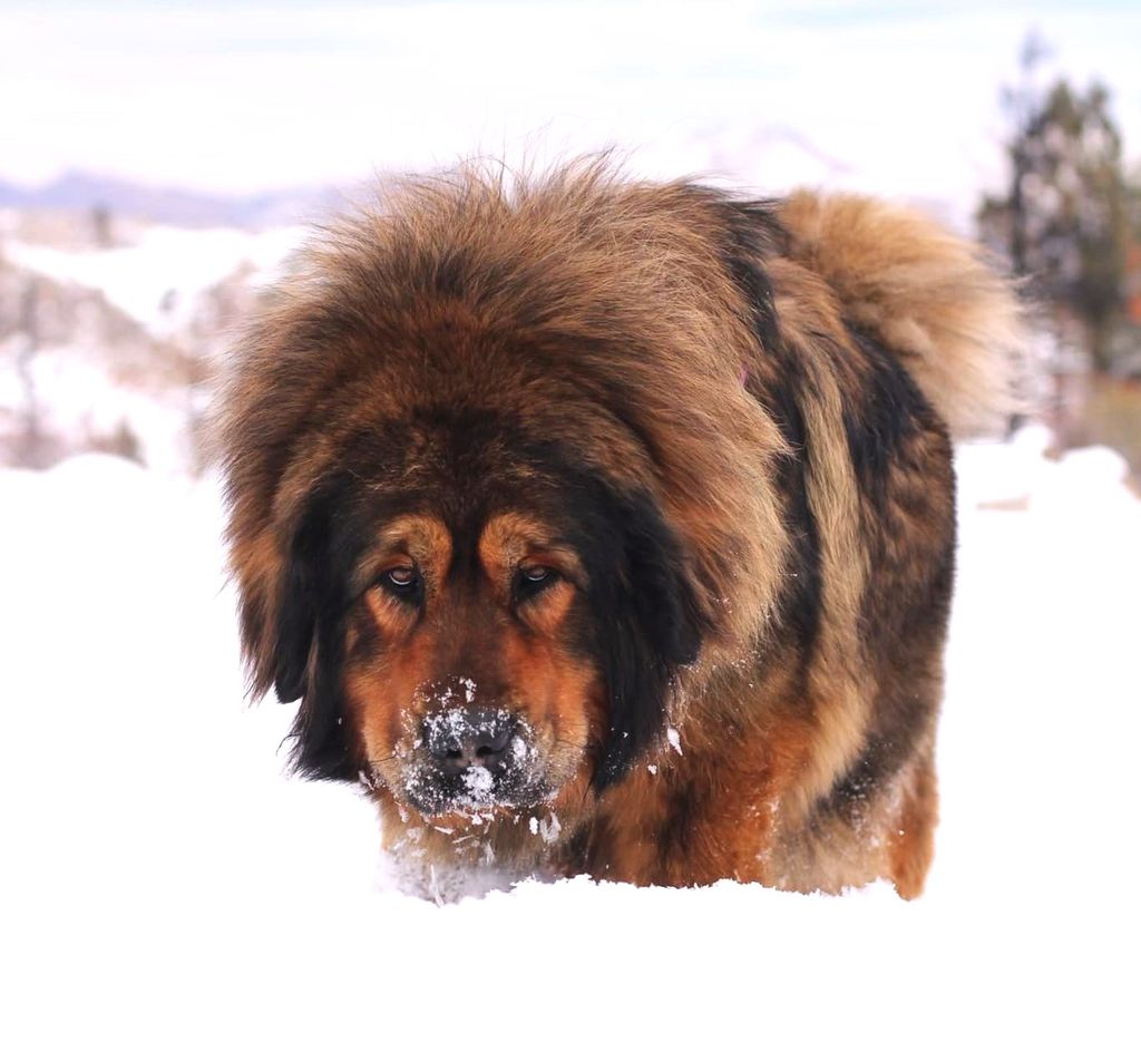 Tibetan Mastiff - The Breed Archive