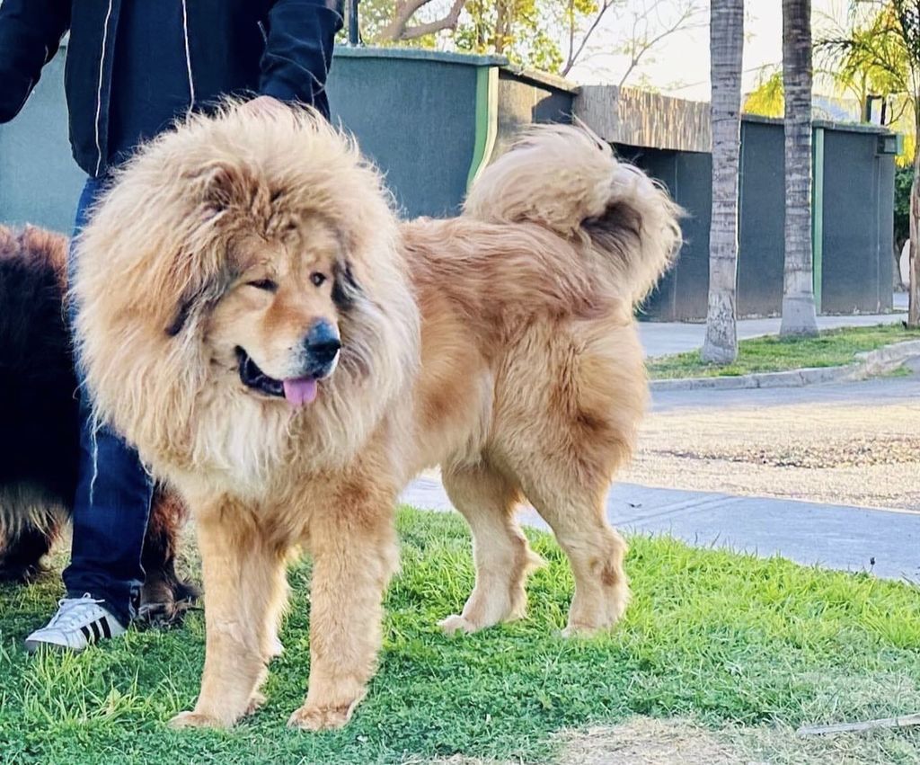 Sasha 2024 tibetan mastiff