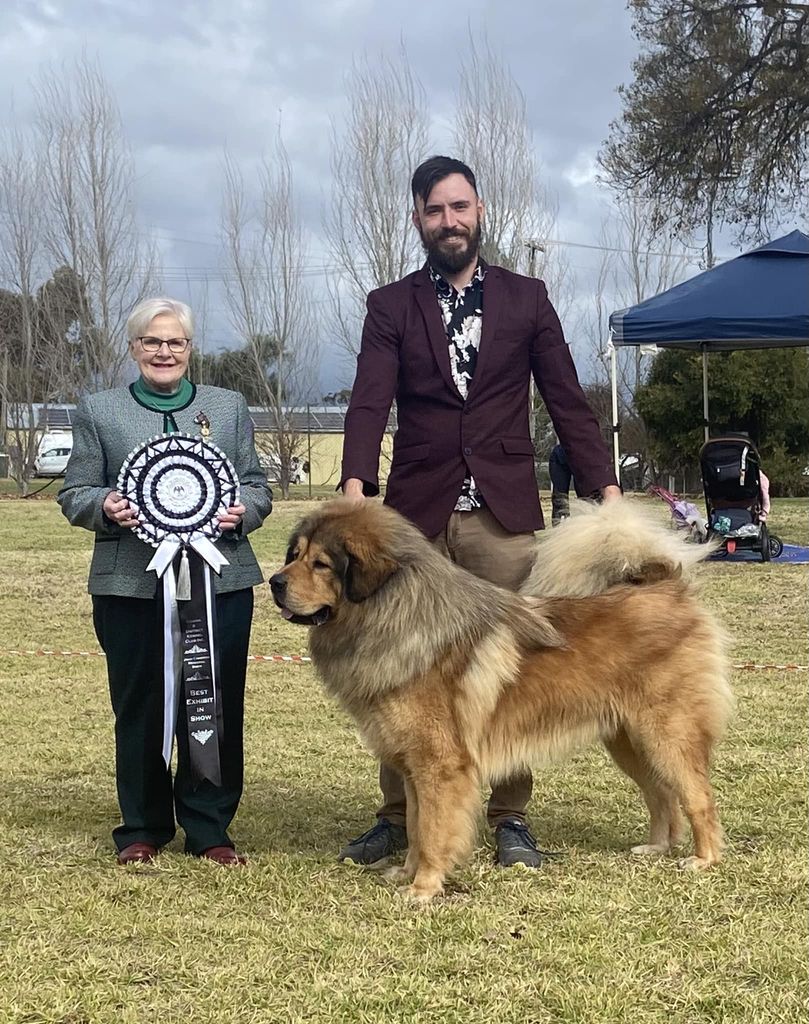 Champion tibetan sale mastiff