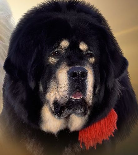 Tibetan mastiff hot sale litter size