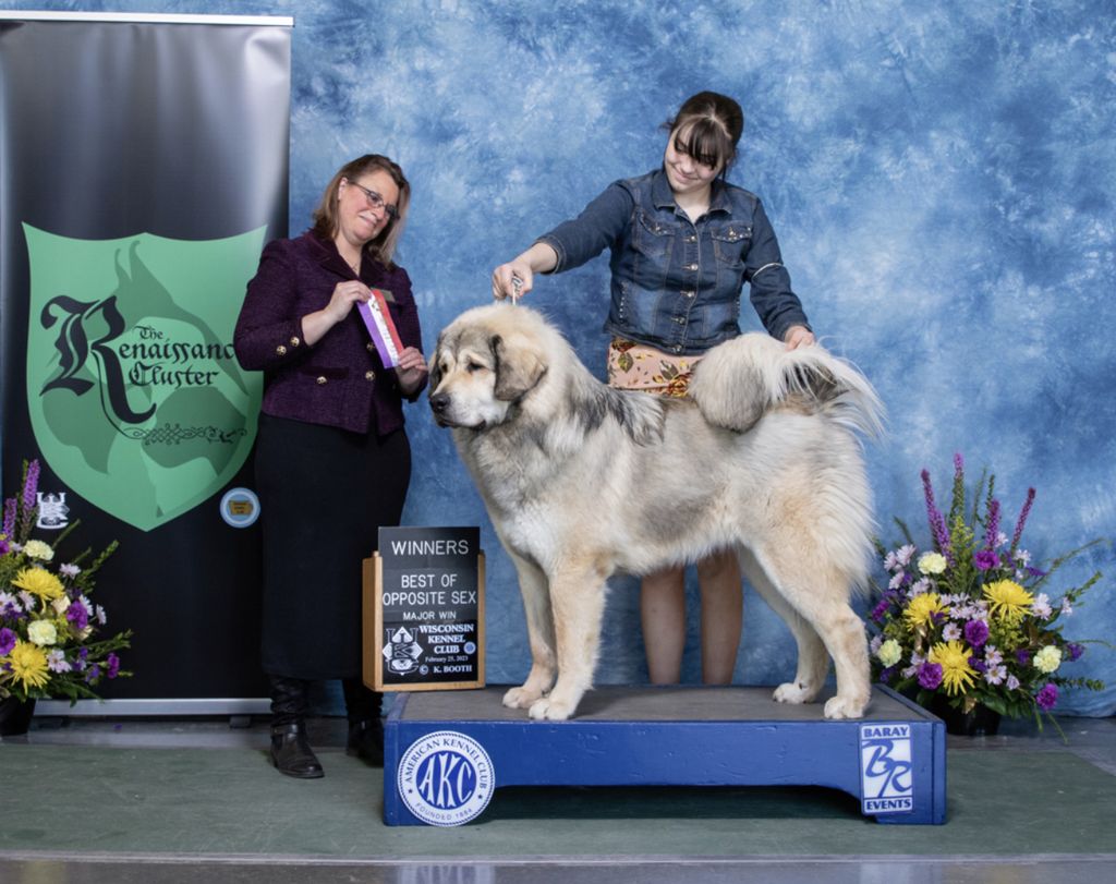 Tibetan Mastiff - The Breed Archive