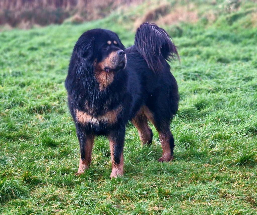 Tibetan Mastiff - The Breed Archive