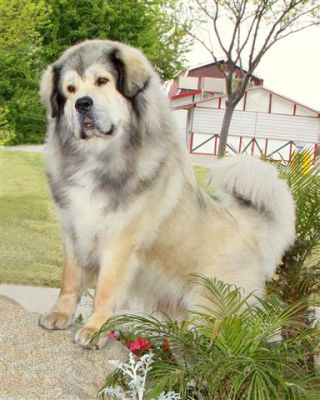 Himalayan malamute hot sale