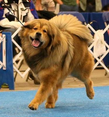 Dawa store tibetan mastiffs