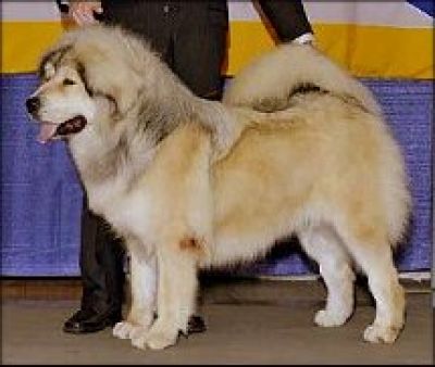 Dawa sales tibetan mastiffs