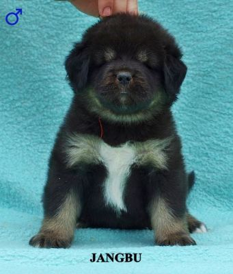 Jangbu tibetan hot sale mastiffs