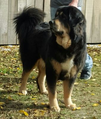 Tan best sale tibetan mastiff