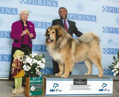 Tibetan Mastiff The Breed Archive