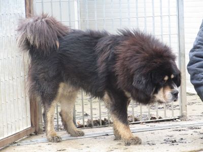 drokpa tibetan mastiff