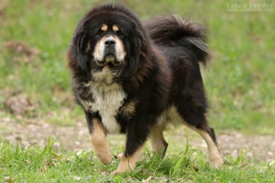 drokpa tibetan mastiff