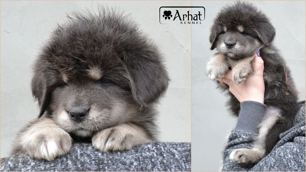 Grey store tibetan mastiff