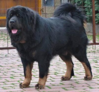 Tibetan Mastiff The Breed Archive