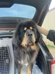 Tibetan Mastiff - The Breed Archive