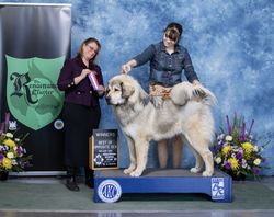 Tibetan Mastiff The Breed Archive 