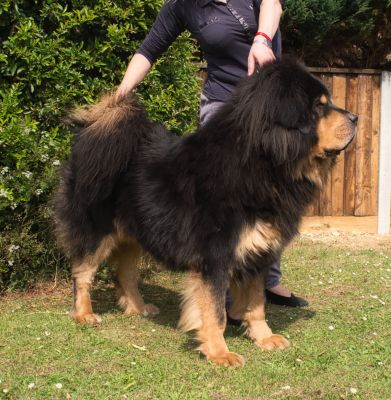 Tibetan Mastiff The Breed Archive