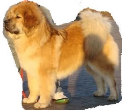 senge chows