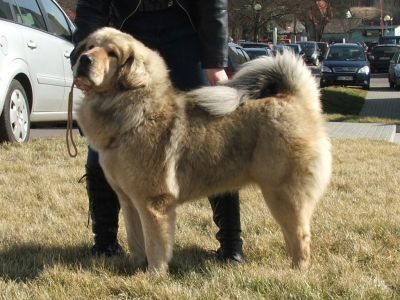 Tibetan Mastiff The Breed Archive